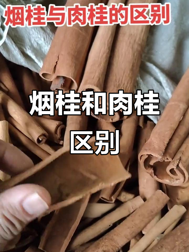 烟桂与肉桂的区别：品质、用途全解析