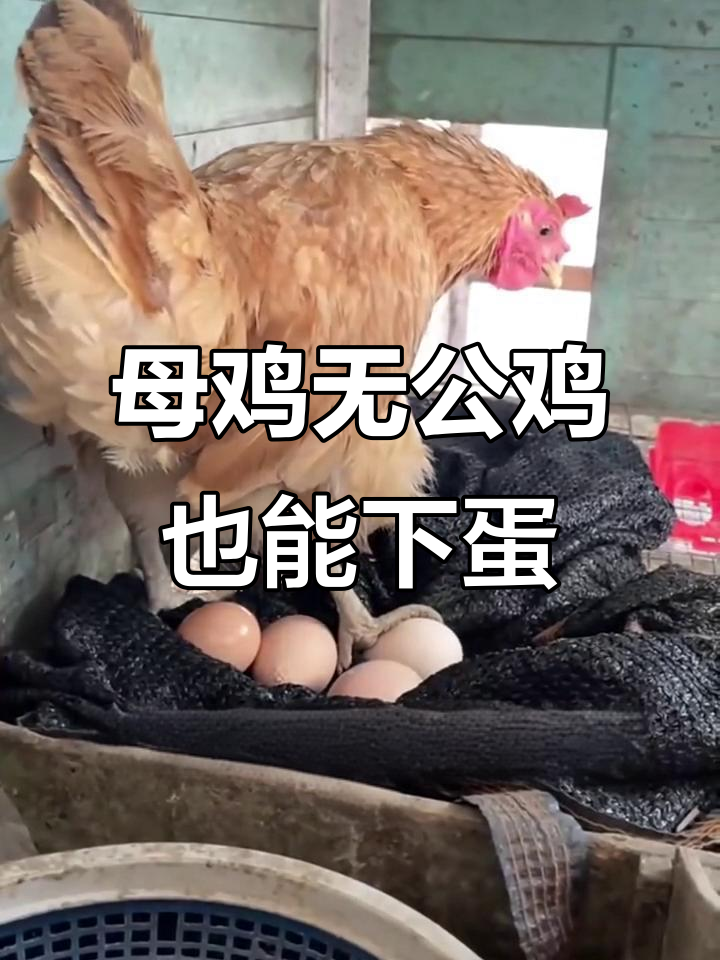母鸡为何能独自产蛋?揭秘生理奥秘