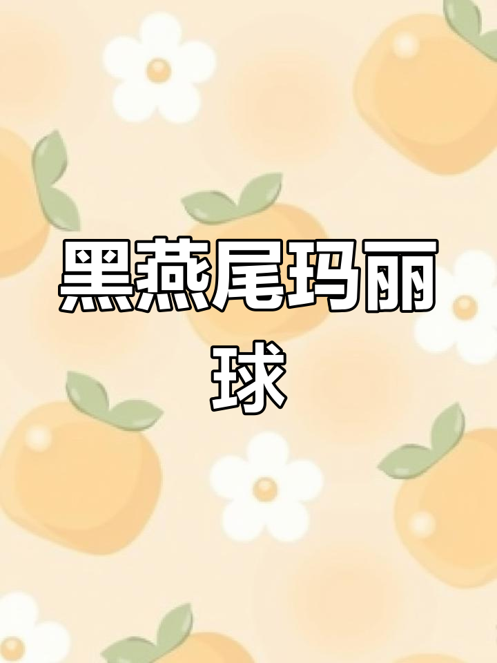 纯黑燕尾玛丽球鱼:神秘高贵,清洁能力超乎想象