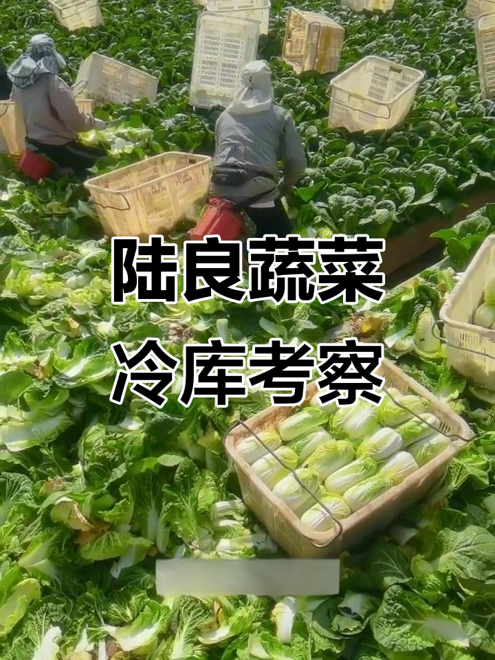 2024年3月24日曲靖陆良县蔬菜冷库调研分析