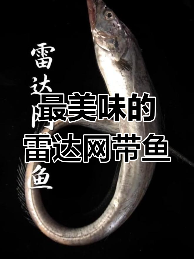 雷达网带鱼:舟山深海的美味之选