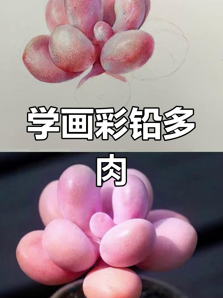 彩铅画多肉植物，步骤详解教你轻松上手