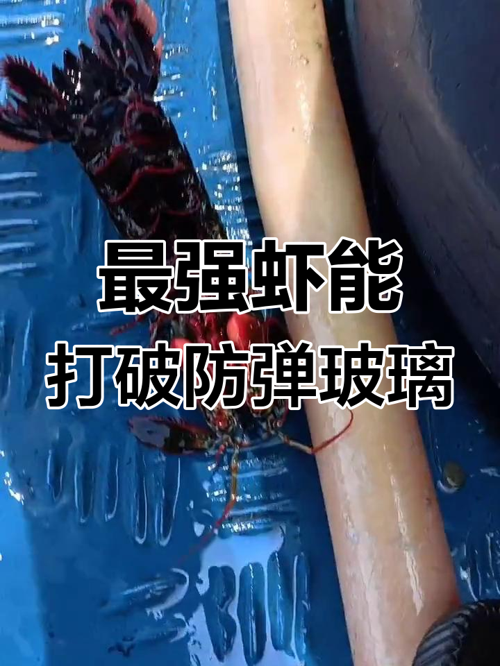世界上最凶猛的虾,一拳击碎防弹鱼缸,广东竟成美味食材