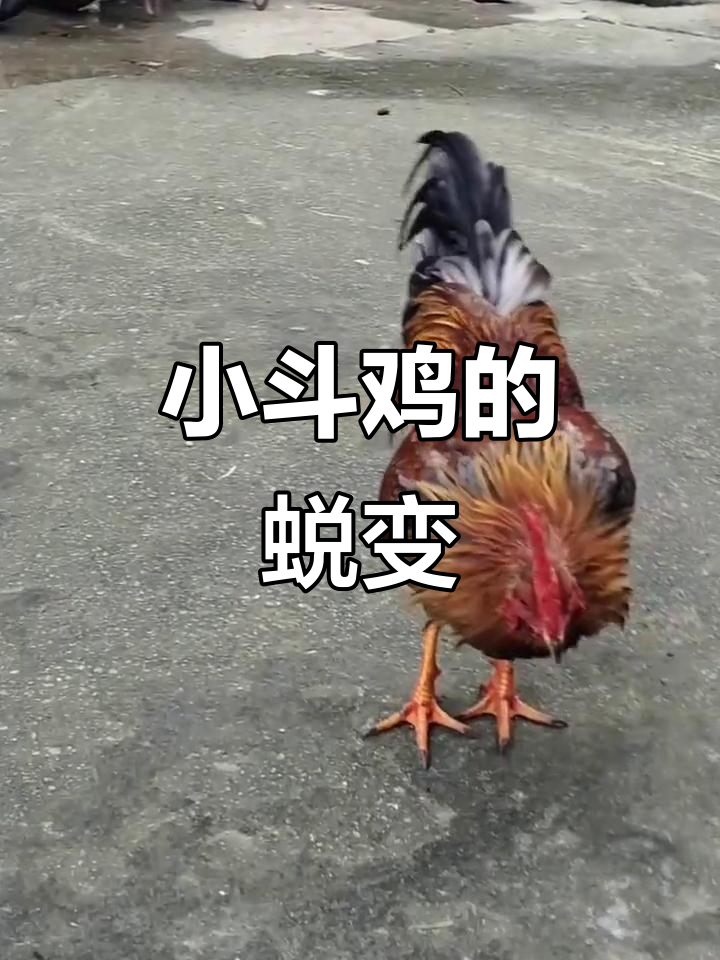 灰神后代成长记:从土鸡到斗鸡王者