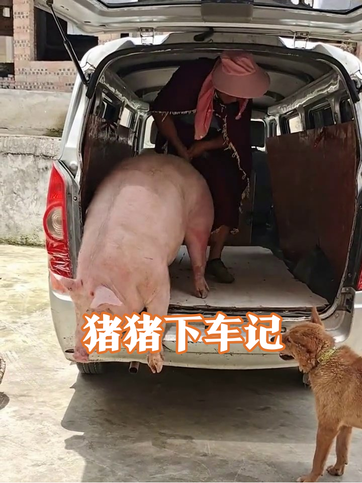 肥猪卡后备箱死活不下,土狗围观急出表情包