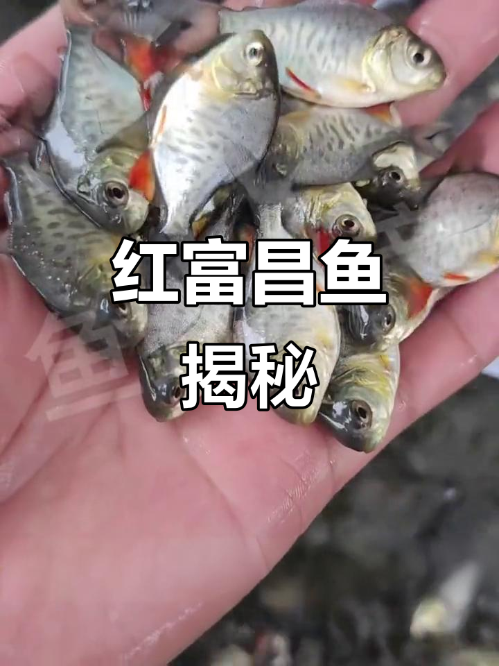 红腹鲳鱼:食人鱼的近亲,杂食性水中猛兽