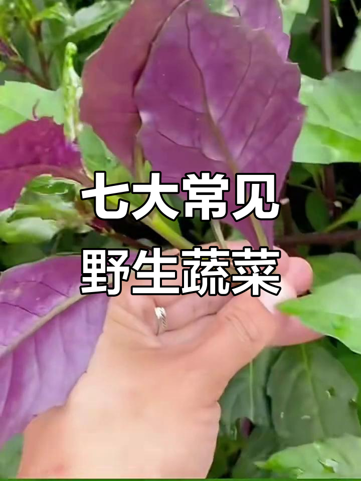 农村常见七种野菜,营养丰富又实用