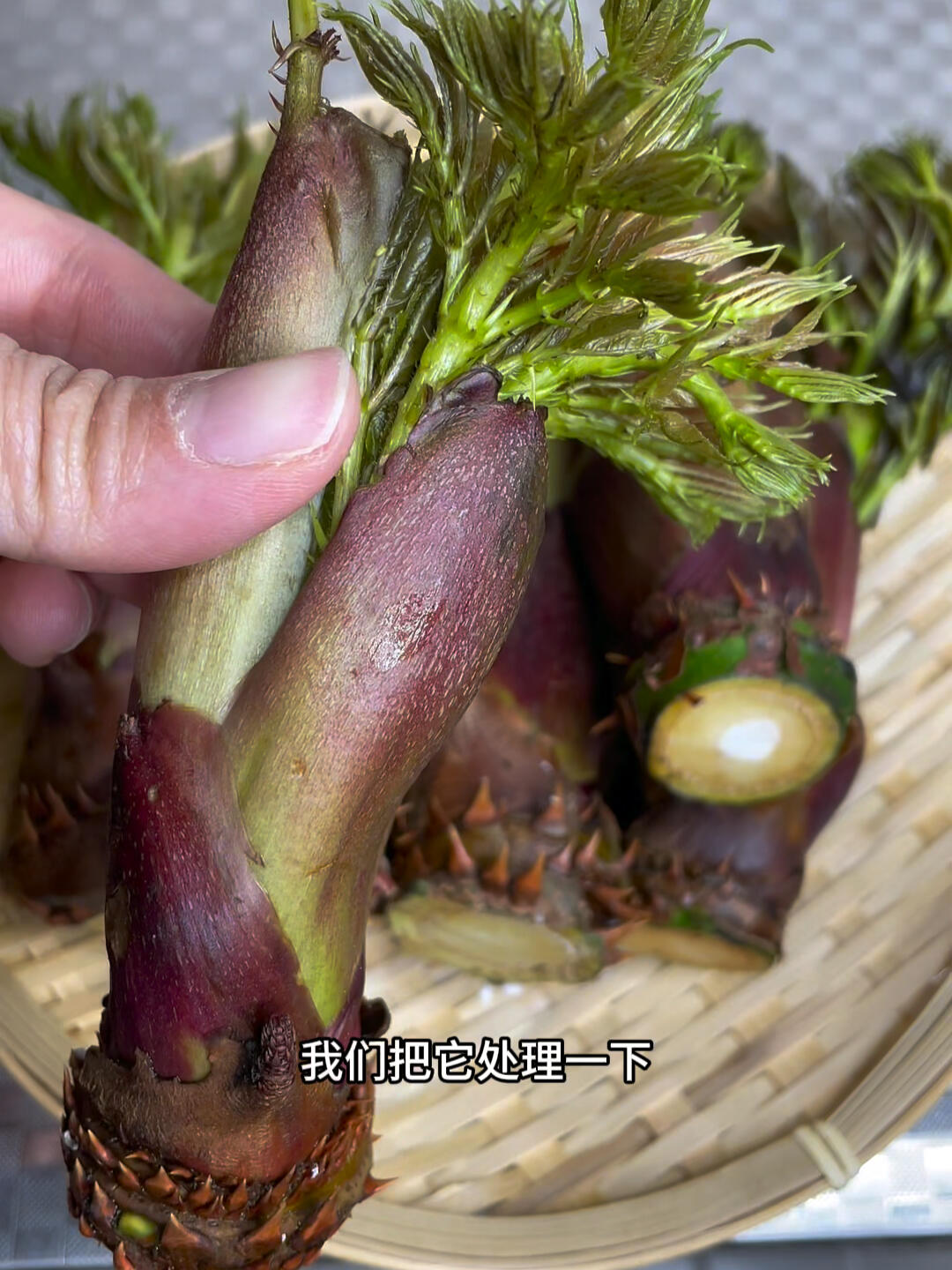 云南人春天的味道刺老包