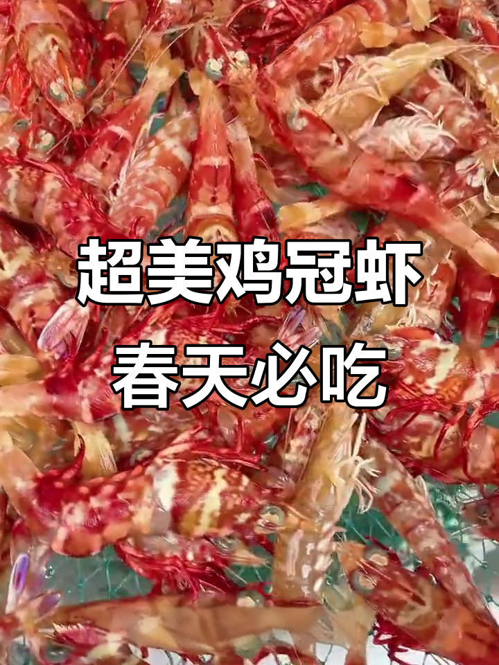 春季最美鸡冠虾,鲜甜无比,刺身美味不容错过