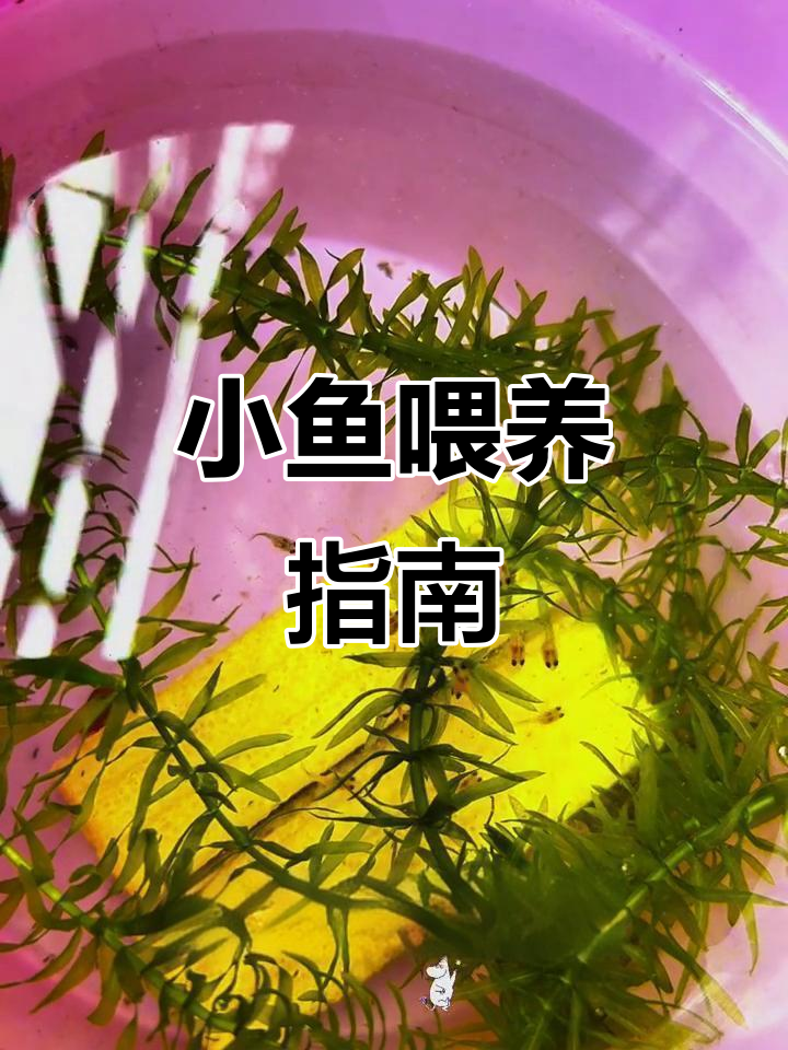 小鱼刚出生靠卵黄生存,第二天再喂食才健康快速成长!