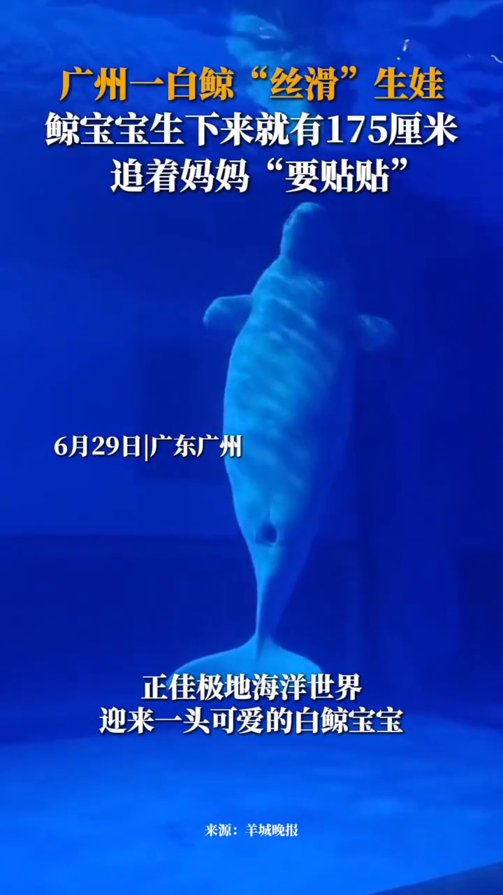 广州一白鲸“丝滑”生娃 鲸鱼宝宝生下来就有175厘米