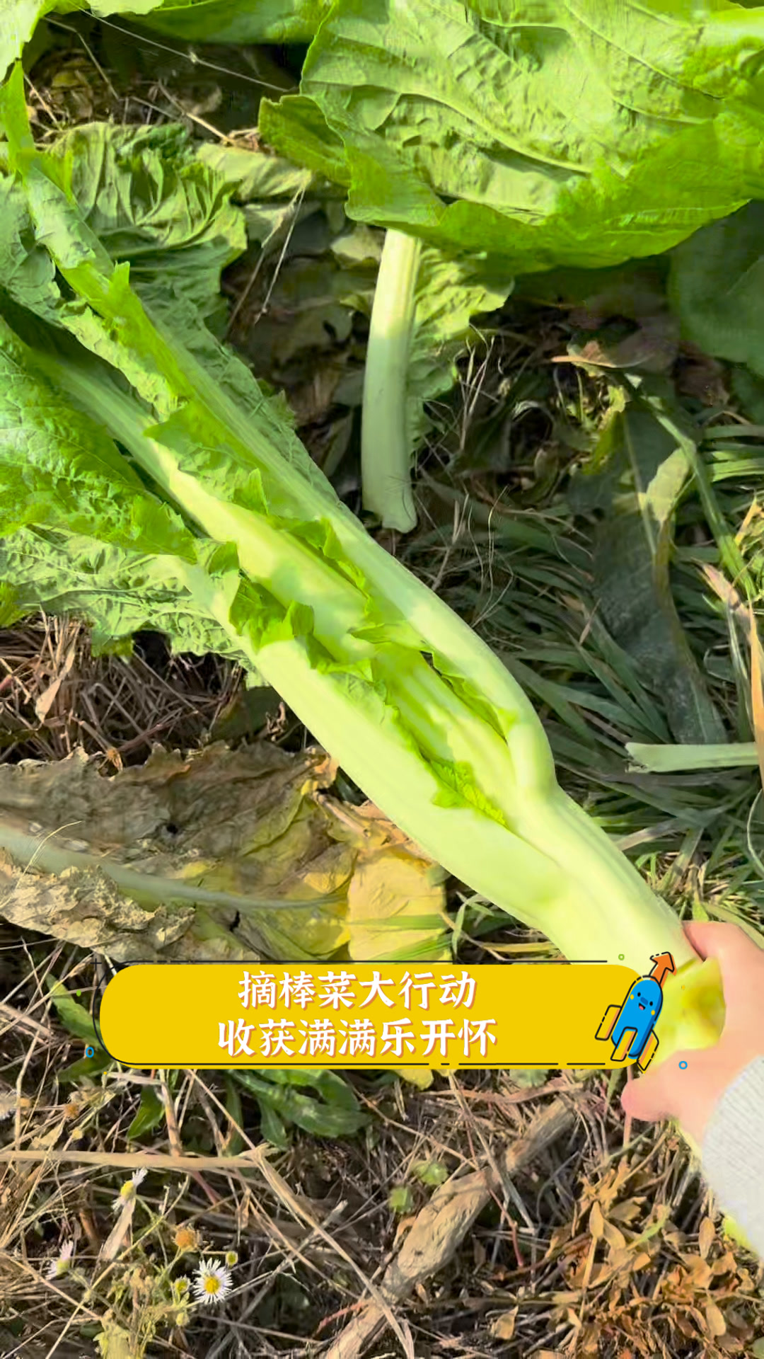 摘棒菜大行动,收获满满乐开怀