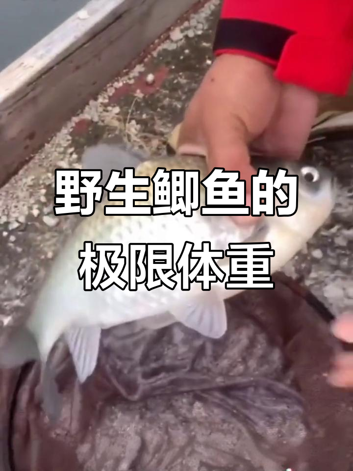 野生鲫鱼最大能长到多少斤？揭秘滇池高背鲫的惊人成长速度