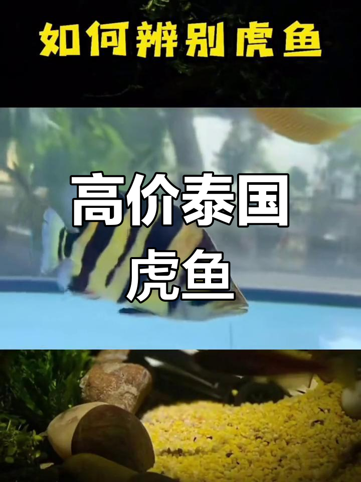 泰国虎鱼:高观赏价值与昂贵价格的完美结合