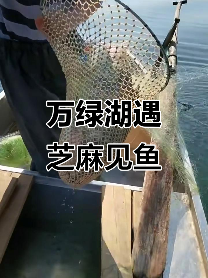 芝麻剑鱼现身万绿湖,渔民放生保护动物