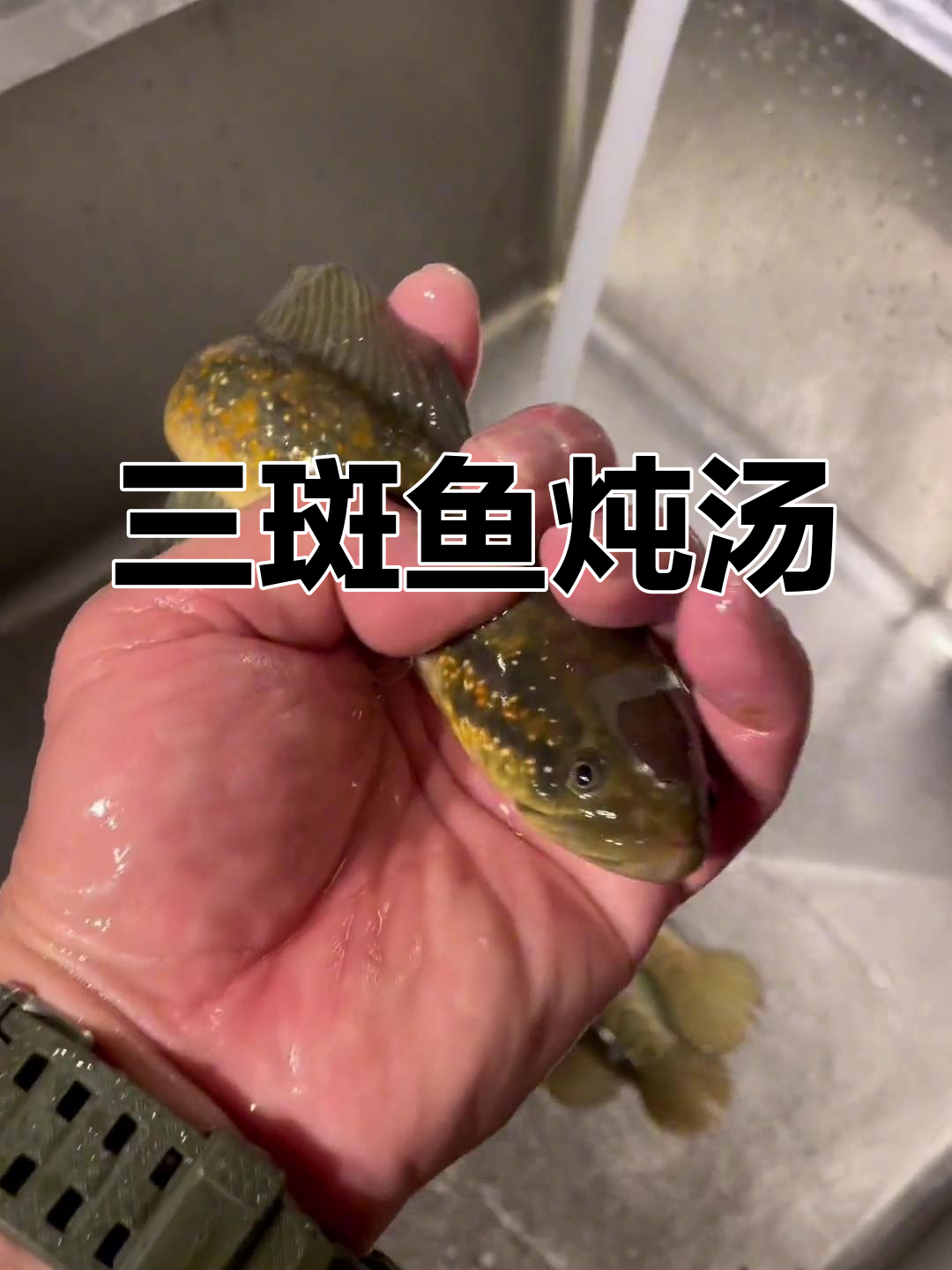 雷龙三斑鱼炖汤,清煲两小时