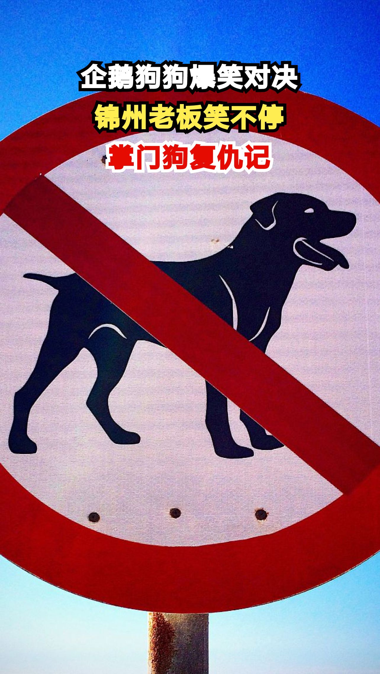 企鹅与狗狗的爆笑对决,锦州老板为何笑到扶墙?