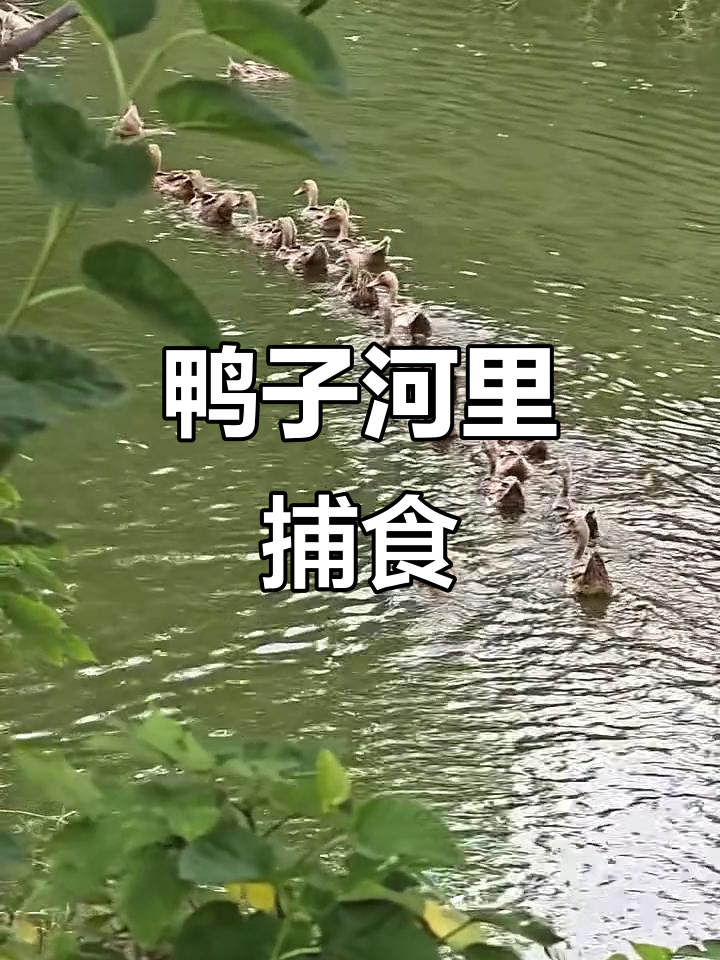 老鸭子和鹅子在河边玩耍,抓鱼虾吃得很开心