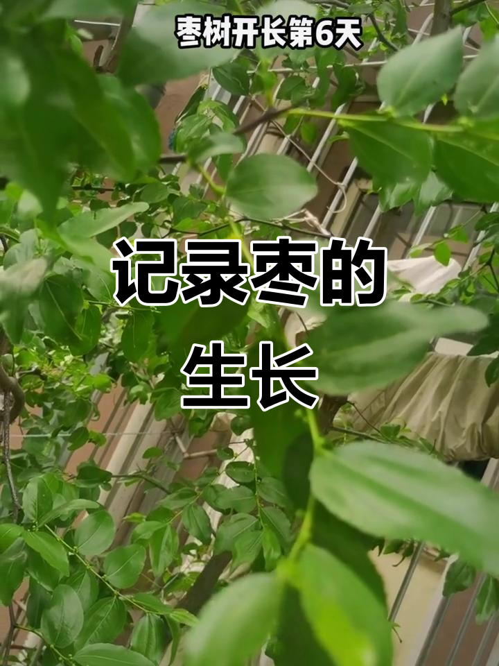 枣树开花,生长过程全纪录