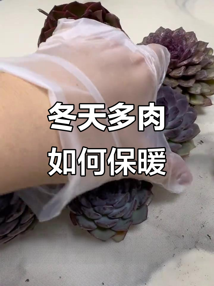 多肉植物冬季养护大揭秘，蓝色妖姬、墨池等品种全解析