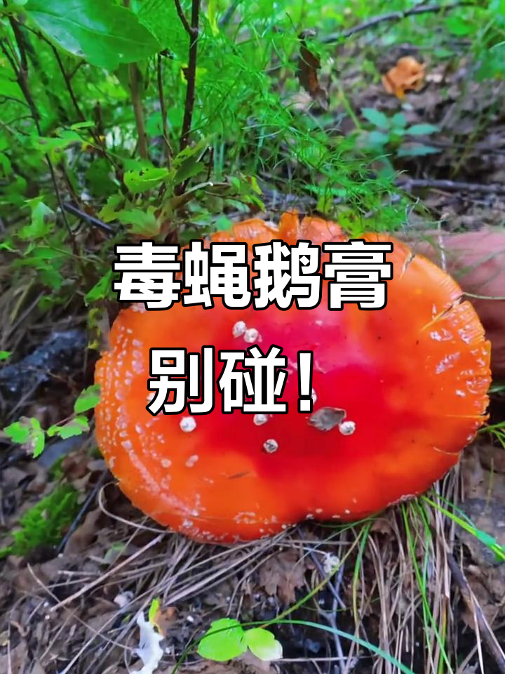 毒蝇鹅膏:美丽却致命的蘑菇,误食可能中毒!