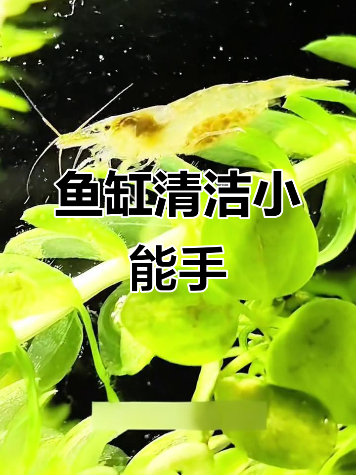 黑壳虾是鱼缸守护者,温和清理各种杂物,还能自行繁殖