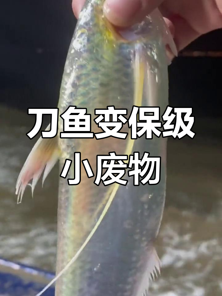 长江刀鱼被吃成二级保护,江豚却享一级待遇