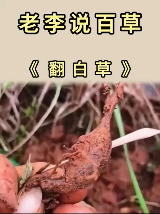 见过这种“鸡腿”植物吗？六零七零后刻在记忆里的荒野零食，它叫翻白草，俗称鸡腿根、天藕