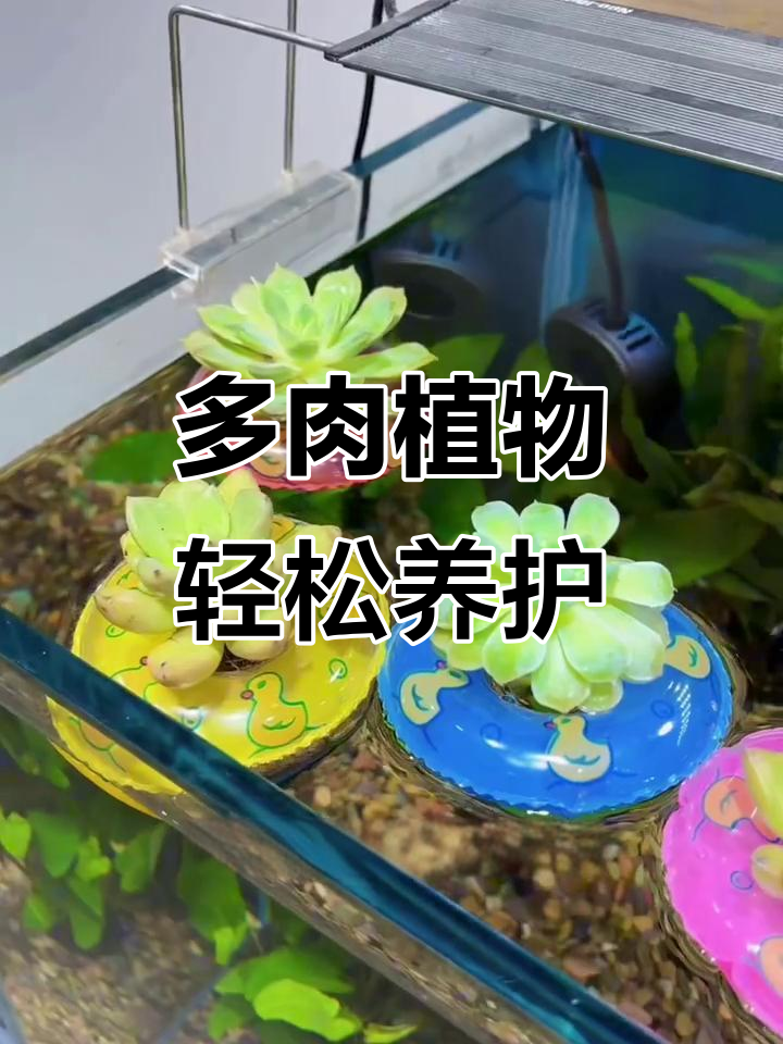 鱼缸里养多肉，简单又美观，净化水质超实用