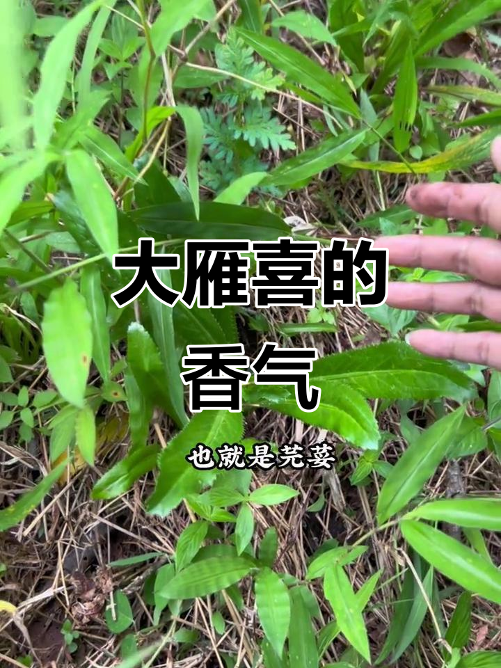 云南大雁喜：浓烈香菜的独特风味