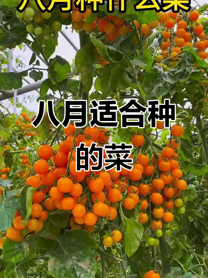 8月种什么菜最合适?瓜果蔬菜全攻略