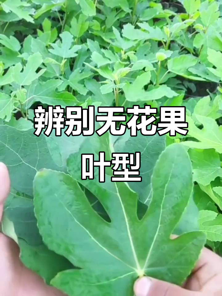 无花果叶片识别技巧,教你如何分辨品种