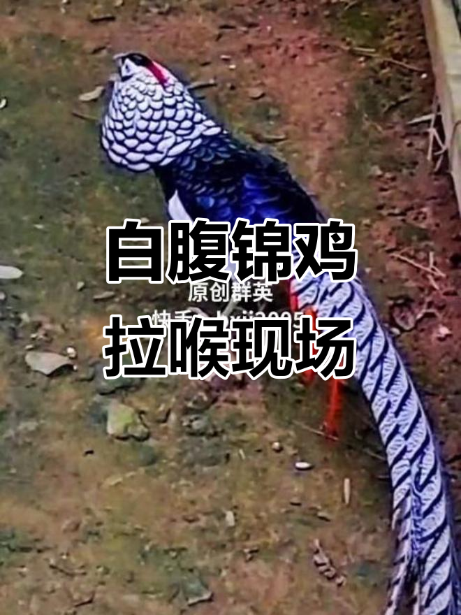 白腹锦鸡清晨鸣叫,7拍8声一气呵成展示绝技