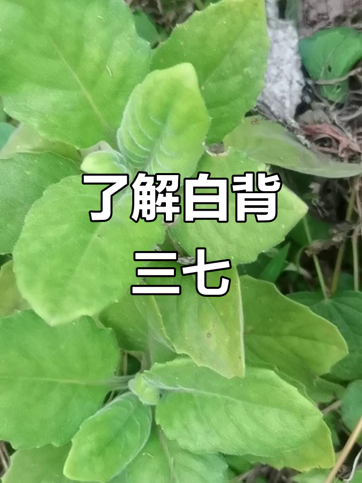 白子菜：野生药材的秘密与功效