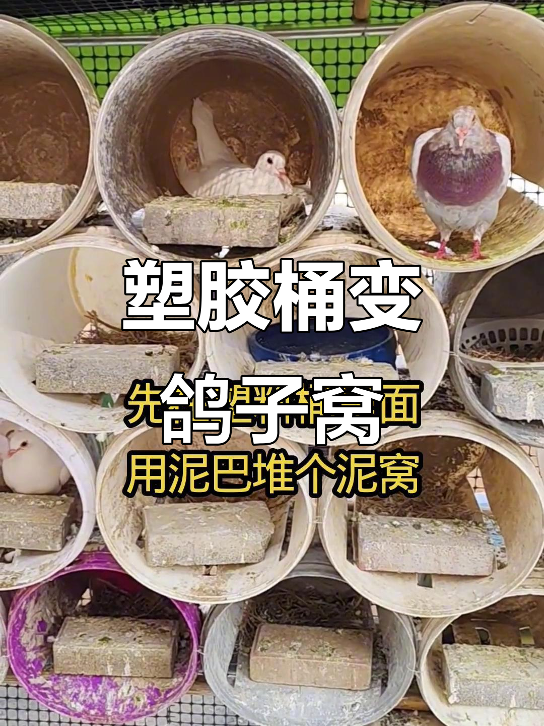用废旧塑料桶做鸽子窝,简单又稳固