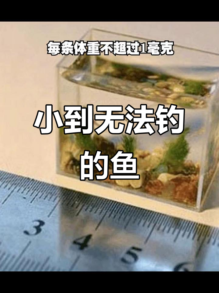 世界上最小的鱼,胖鹰鱼的惊人真相