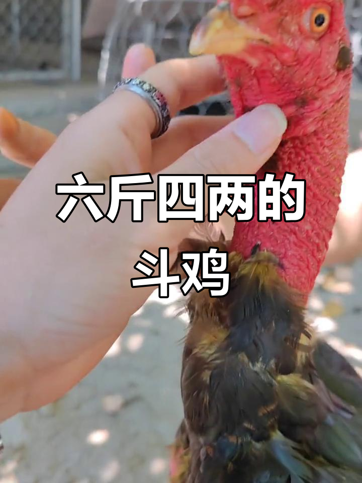 越南斗鸡:六斤四两高头,父亲是名将