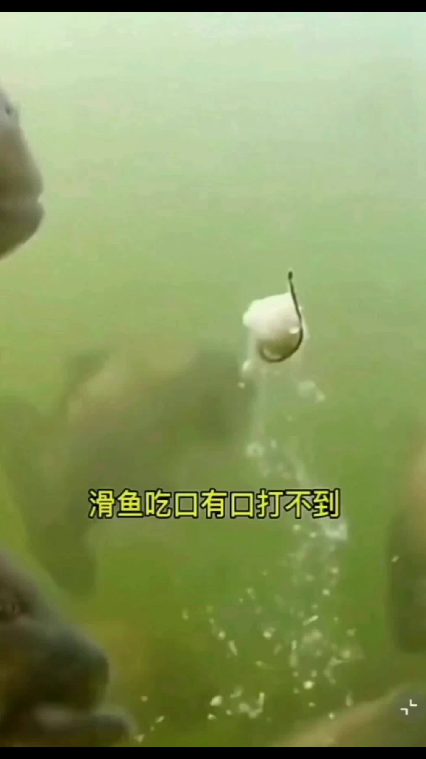 原来钓鱼才是抖音运动顶流 滑口鱼吃饵动作 钓鱼的乐趣只有钓鱼人懂 钓鱼人就是这么疯狂