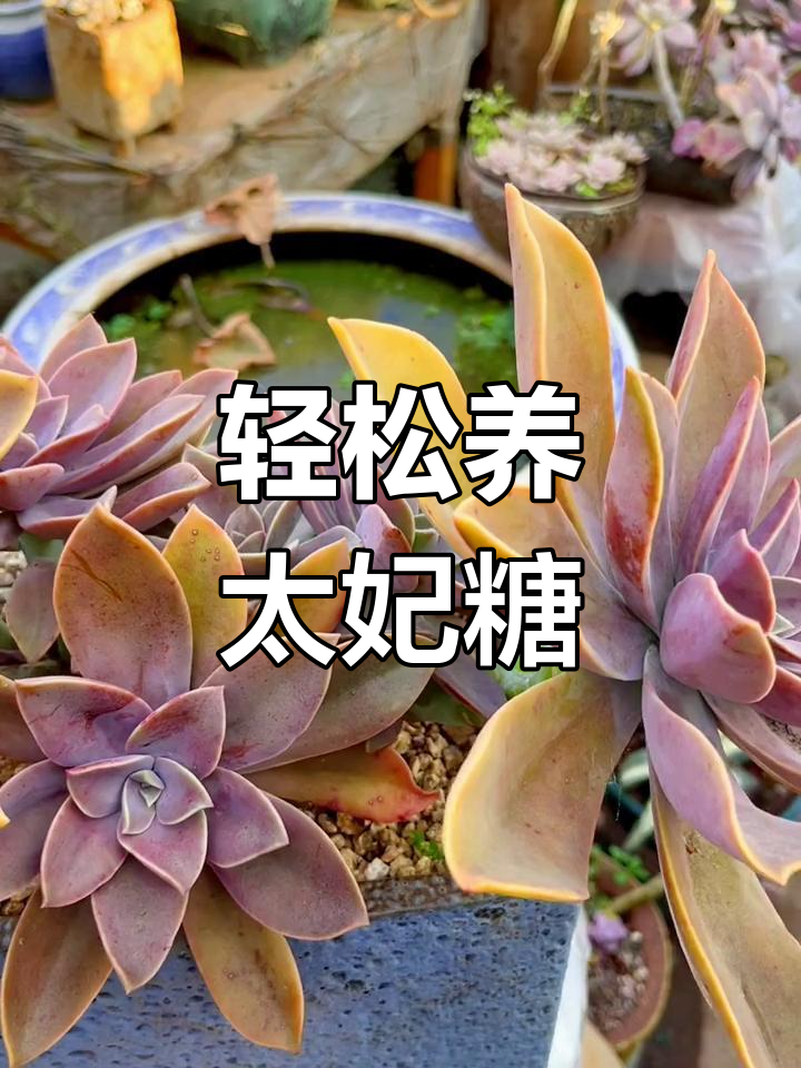 太妃糖多肉养护全攻略