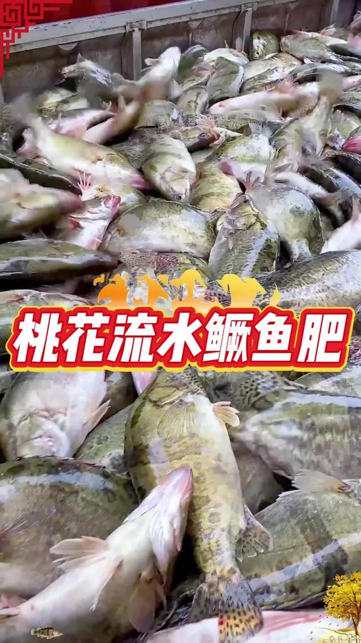 桃花流水鳜鱼肥,好吃的臭鳜鱼是这么来的