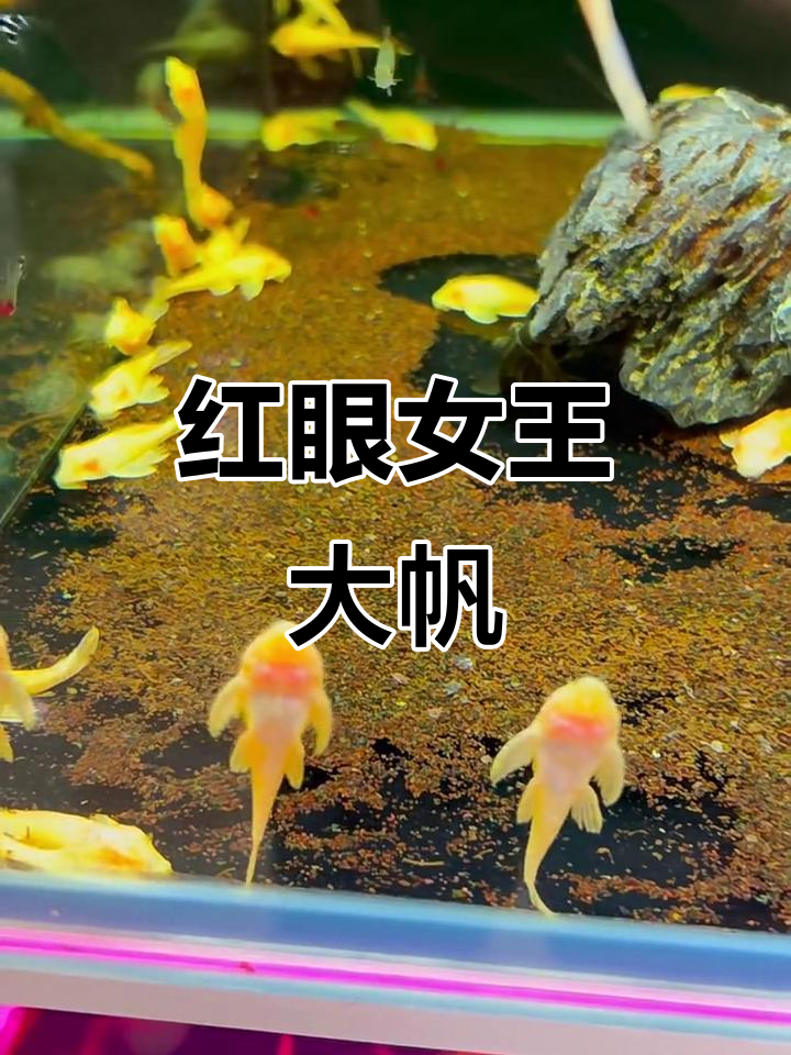 黄金红眼女王大帆，鱼缸里的美丽清洁工