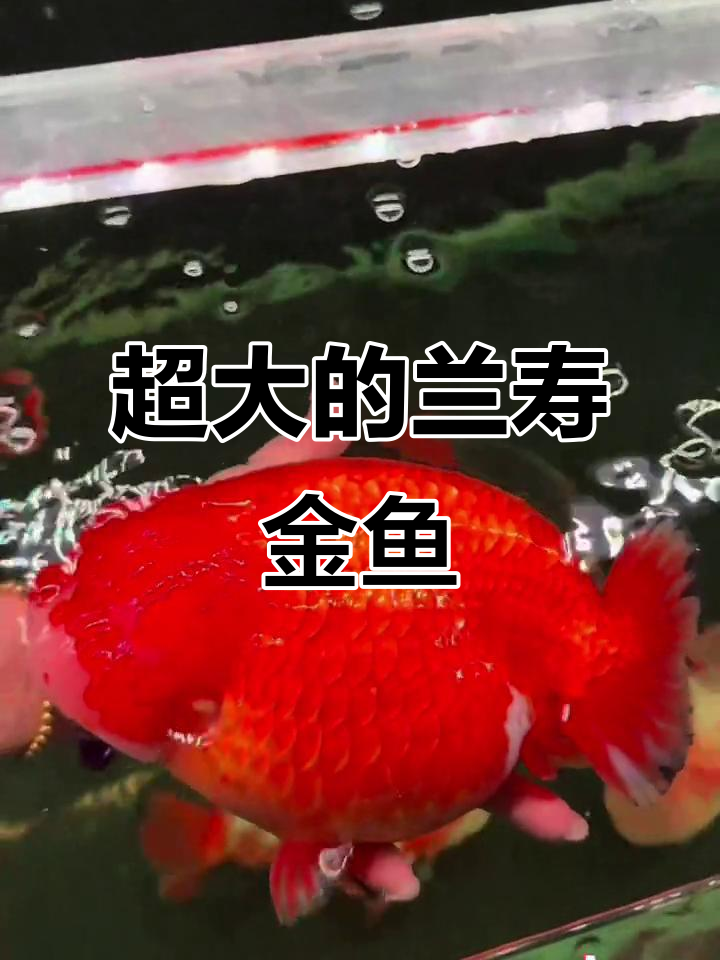 兰寿金鱼大揭秘,看看这鱼有多大!