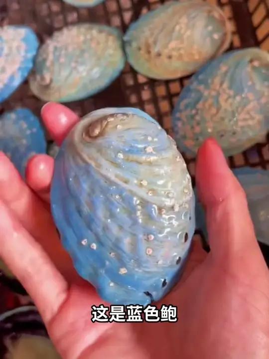 以下鲍鱼你都认识几种?