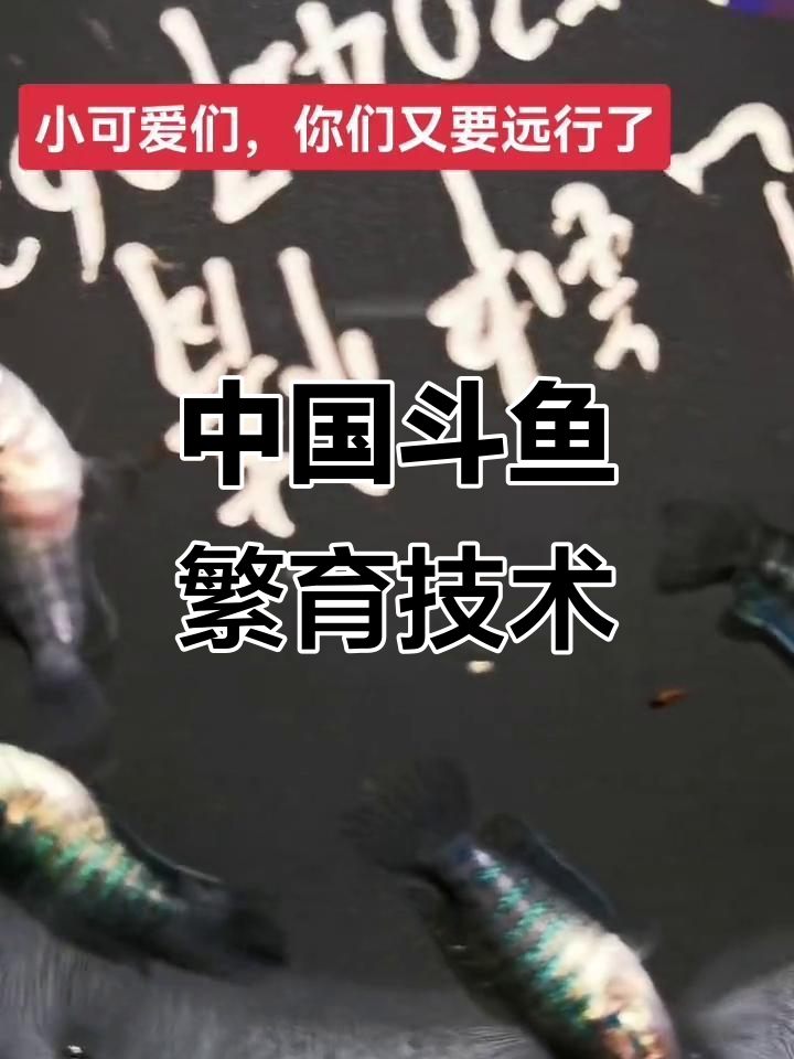坚持热爱,探索中国斗鱼繁殖的奥秘