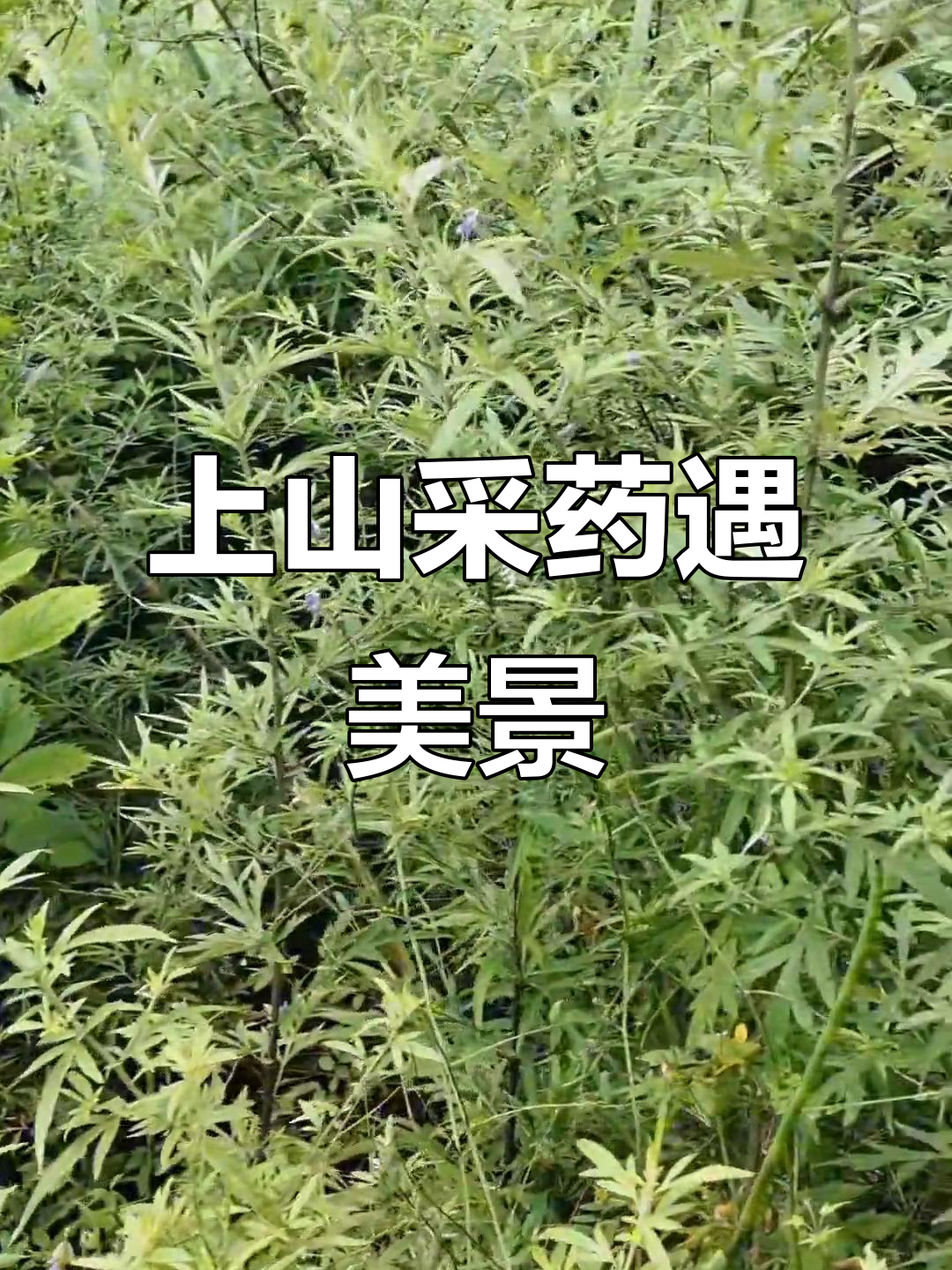 山上采药偶遇美景,鱼香菜与盐须的神奇疗效