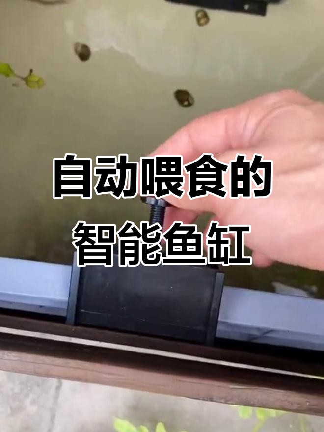 懒人必备!鱼菜共生系统,轻松养鱼不麻烦