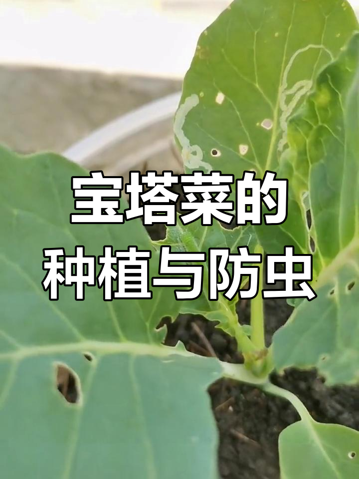 宝塔菜假植技巧,吸引菜青虫怎么办?手动除虫大作战