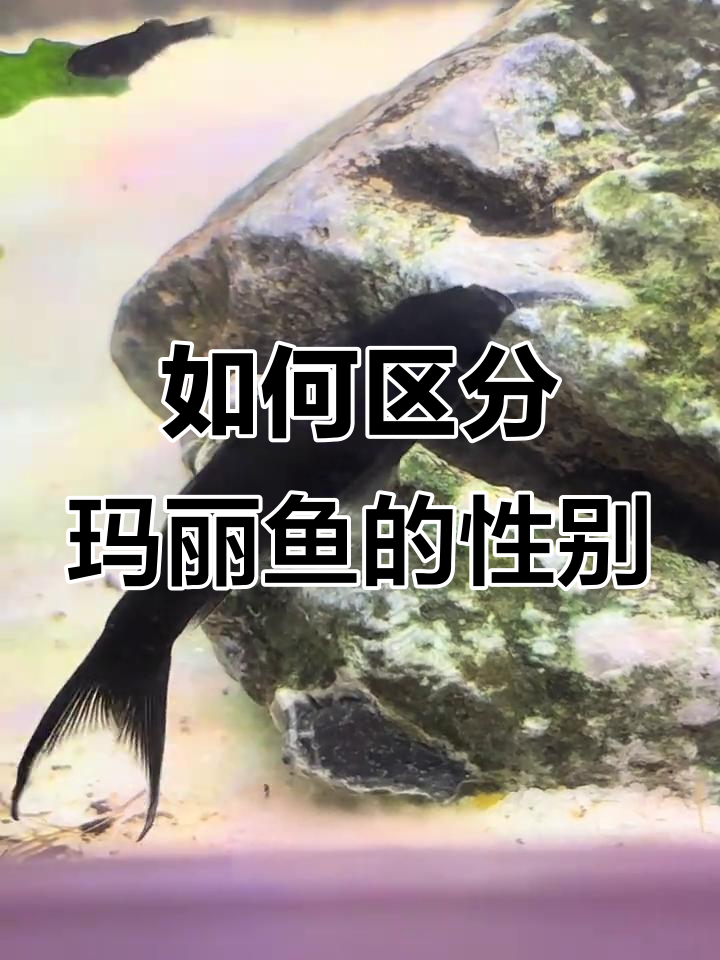 玛丽鱼公母怎么分辨？带箭尾的真的是公吗