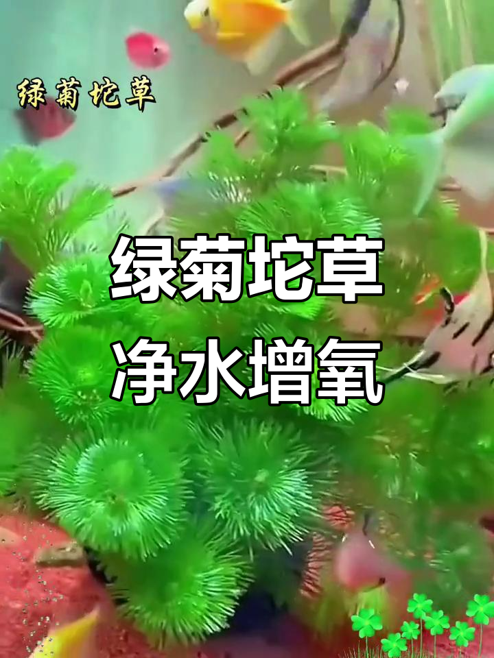 绿菊坨草:鱼缸里的天然净化器,轻松打造生态美景