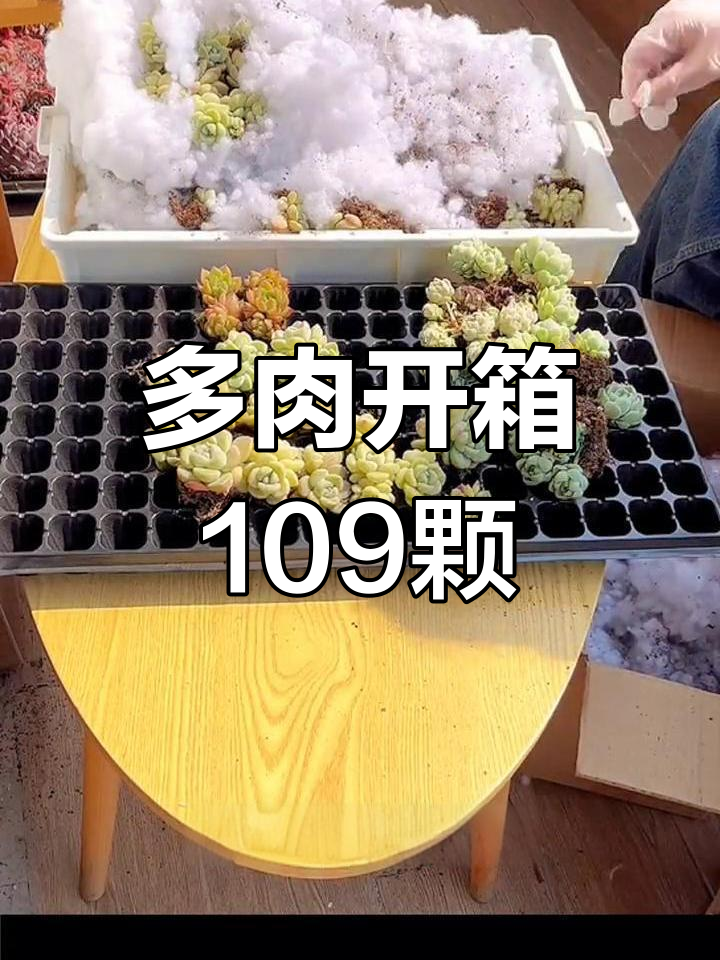 109颗多肉开箱,冰玉、绿水鬼等品种大集合